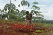 Công ty Cao su Ea H’leo tái canh 221ha cao su 